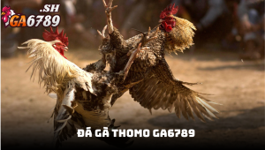 Đá gà Thomo GA6789 - Đấu trường kịch tính với cá cược chuyên nghiệp