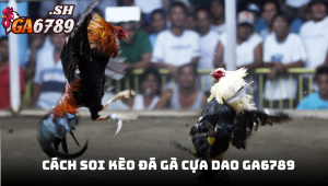 Cách soi kèo đá gà cựa dao - Bí quyết chiến thắng tại GA6789