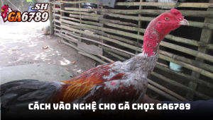 Cách vào nghệ cho gà chọi - Bí quyết tăng sức mạnh chiến kê tại GA6789