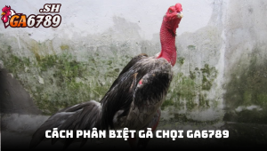 Cách phân biệt gà chọi - Bí quyết chọn chiến kê thắng lớn tại GA6789