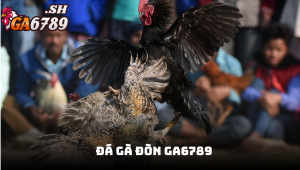 Đá gà đòn GA6789 - Hành trình chinh phục đấu trường cá cược truyền thống
