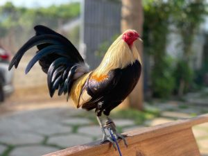 Cách chăm sóc gà bị nấm chân để ngăn ngừa tái phát