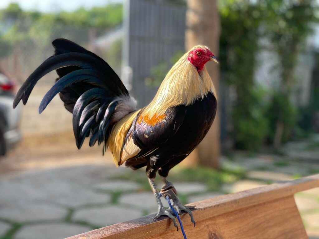 Cách chăm sóc gà bị nấm chân để ngăn ngừa tái phát
