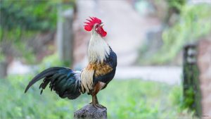 Hiểu biết thuật ngữ “gà tới pin” và tầm quan trọng