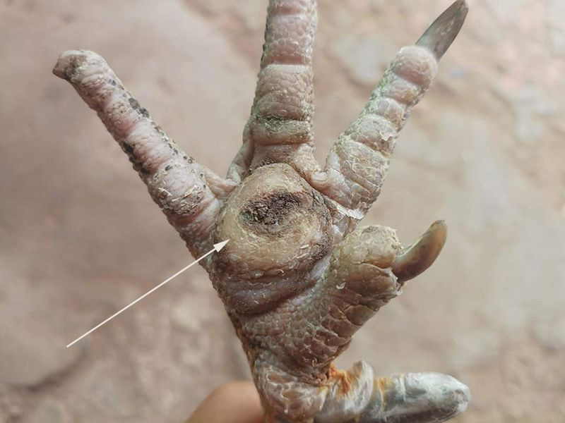 Tổng quan về tình trạng ké gà đá