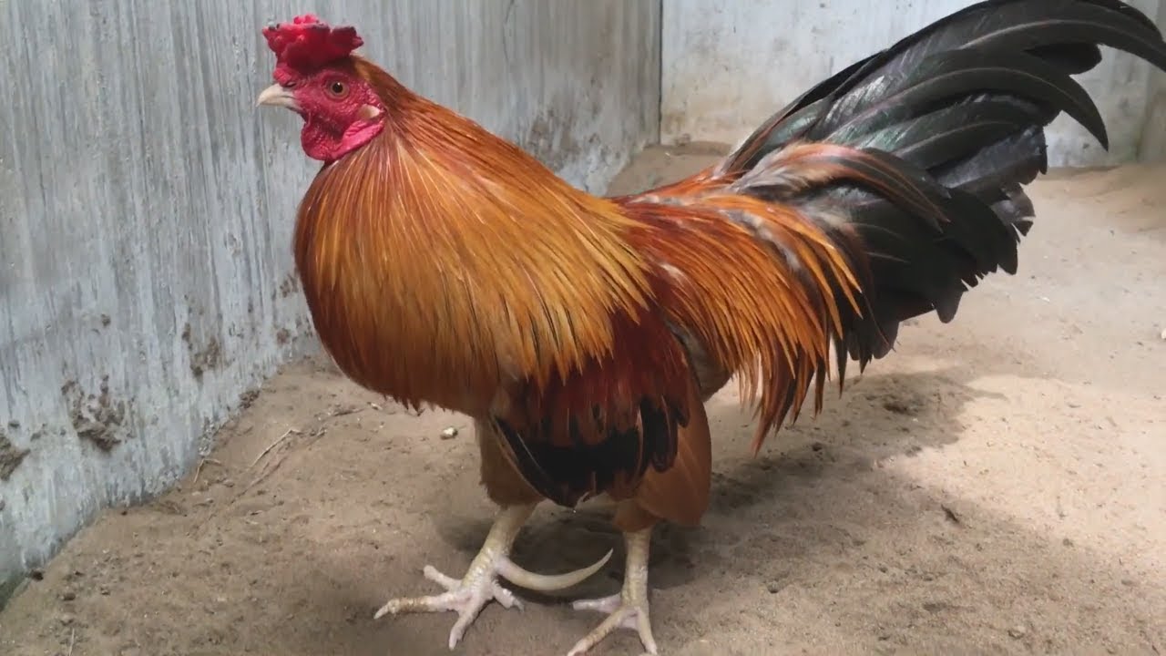 Nguyên nhân gây ra tình trạng gà bị chói nước