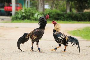 Các phương pháp thả gà đá cựa sắt hiệu quả nhất